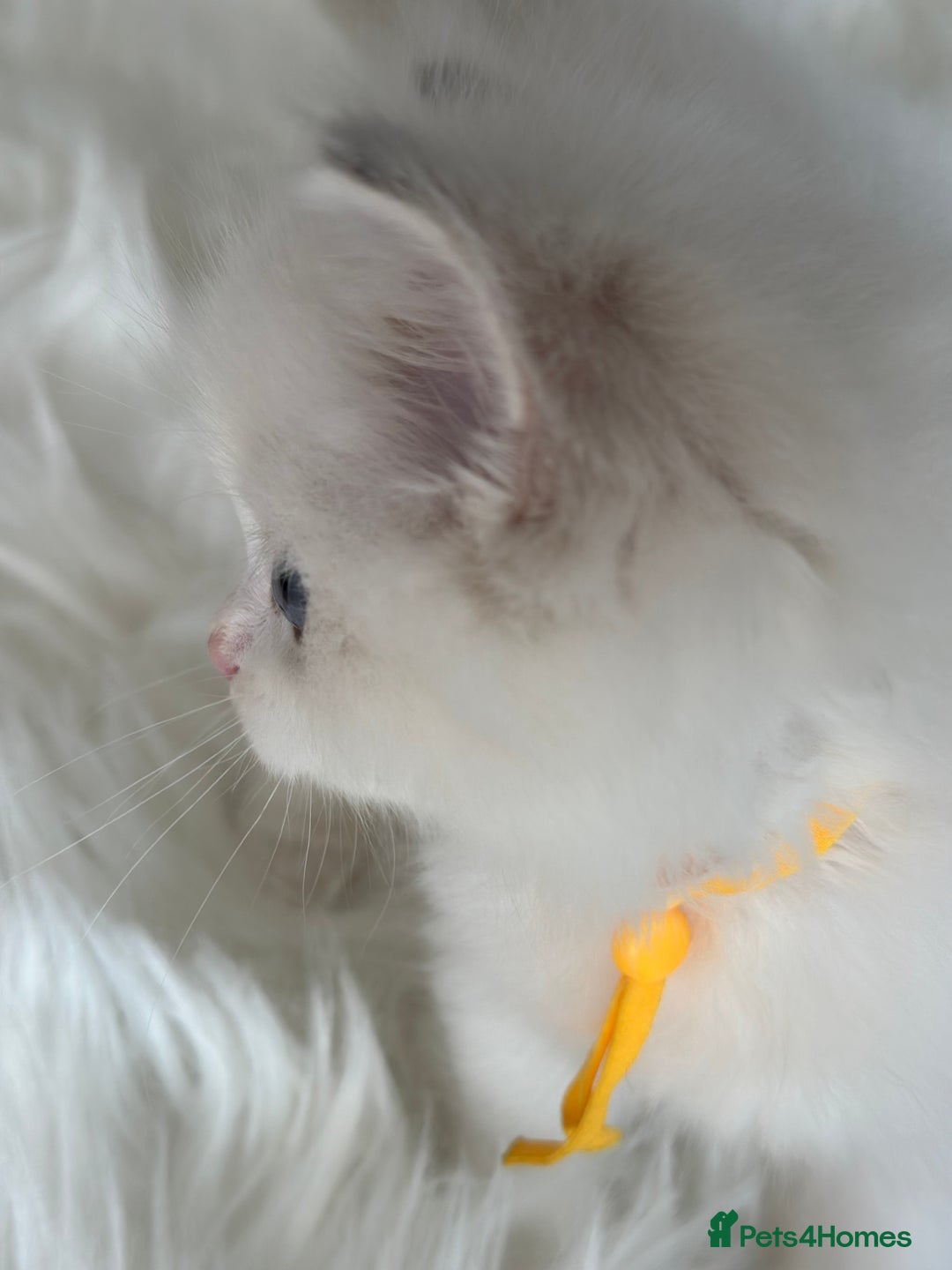 Ragdoll cats for sale: Beautiful pedigree kittens, show quality 💎❤️💎 - Image 22