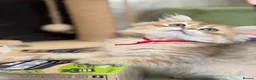 British Shorthair cats for sale: British shorthair/longhair golden kittens  - Advert 14