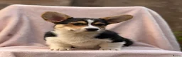 Welsh Corgi Pembroke dogs for sale: Quality Corgi pups waiting lovely homes - Advert 6