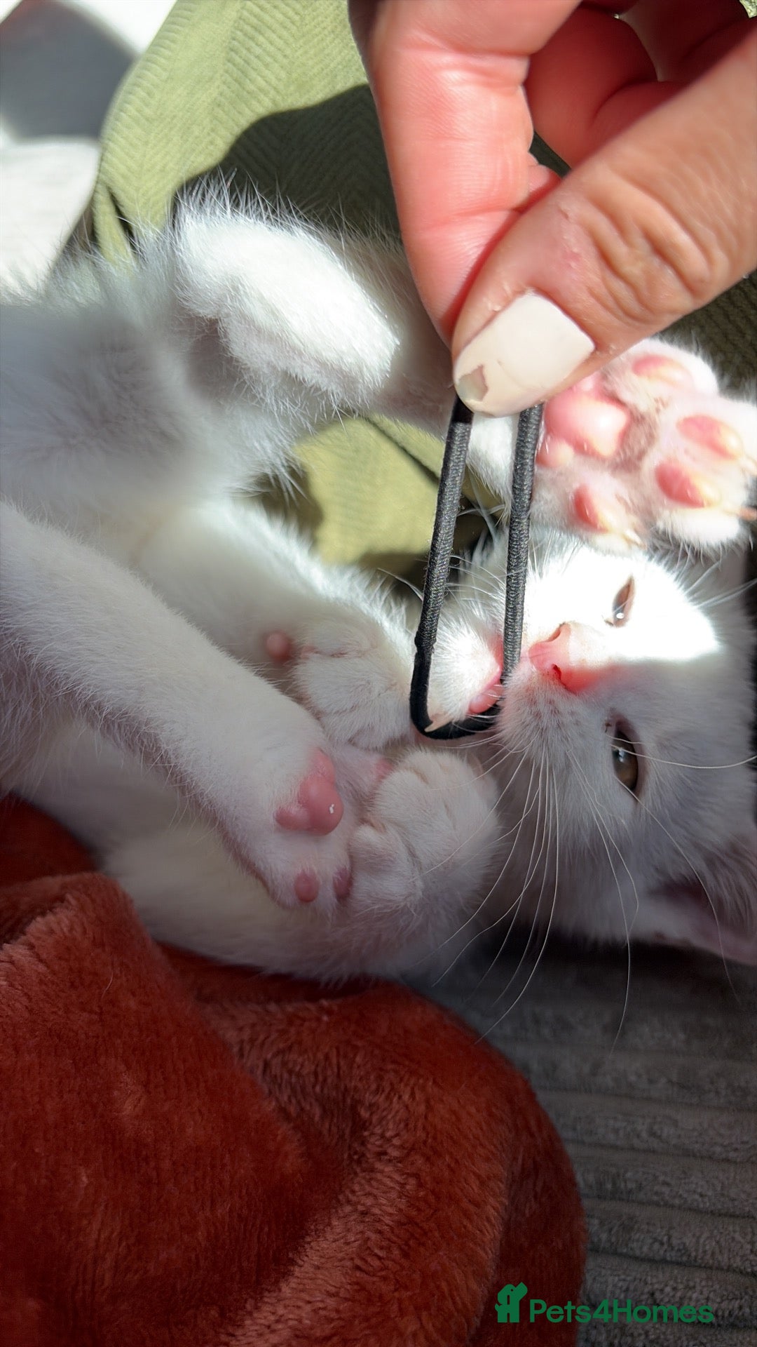 Mixed Breed cats White boy  - Advert 1