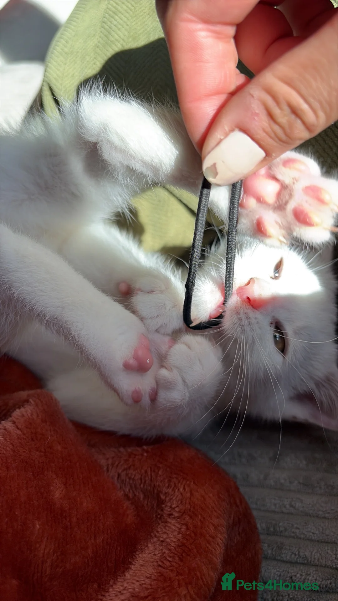 Mixed Breed cats for sale: White boy  in Rugeley - Advert 1