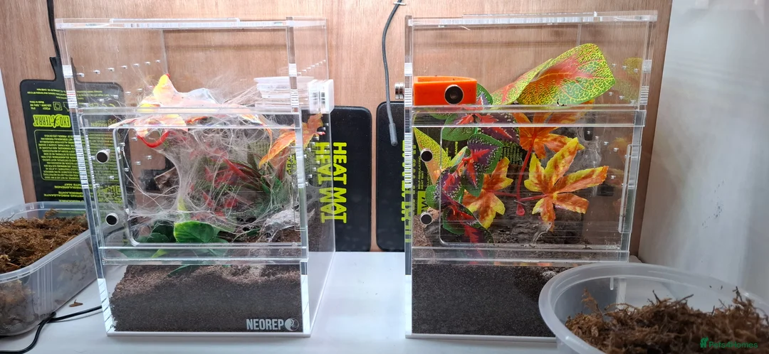 Tarantulas invertebrates for sale: Tarantulas c versicolor and gbb with enclosures - Advert 12