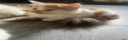 Mixed Breed cats for sale: 2 adorable male kittens ready to be rehomed!!  in Liverpool - Advert 7