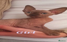 Sphynx cats for sale: 5 Adorable Sphynx Kittens for sale! - Image 12