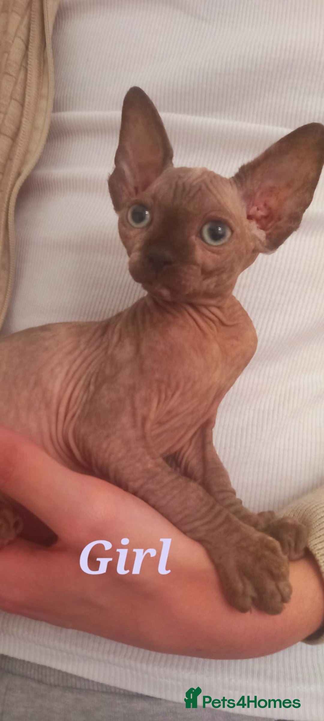 Sphynx cats for sale: 5 Adorable Sphynx Kittens for sale! - Image 12