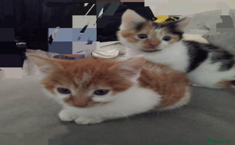 Mixed Breed cats Beautiful ginger tabby boy - Advert 2