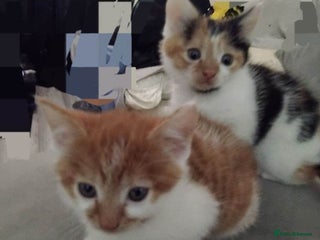 Mixed Breed cats Beautiful ginger tabby boy - Advert 1