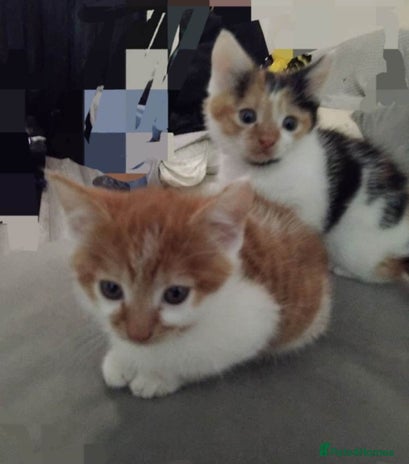 Mixed Breed cats Beautiful ginger tabby boy - Advert 2