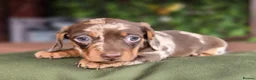 Miniature Dachshund dogs for sale: 1 little choc and tan girl ready to go now  - Advert 9