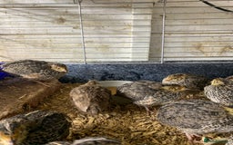 Quail poultry for sale: Jumbo Quail - Image 4