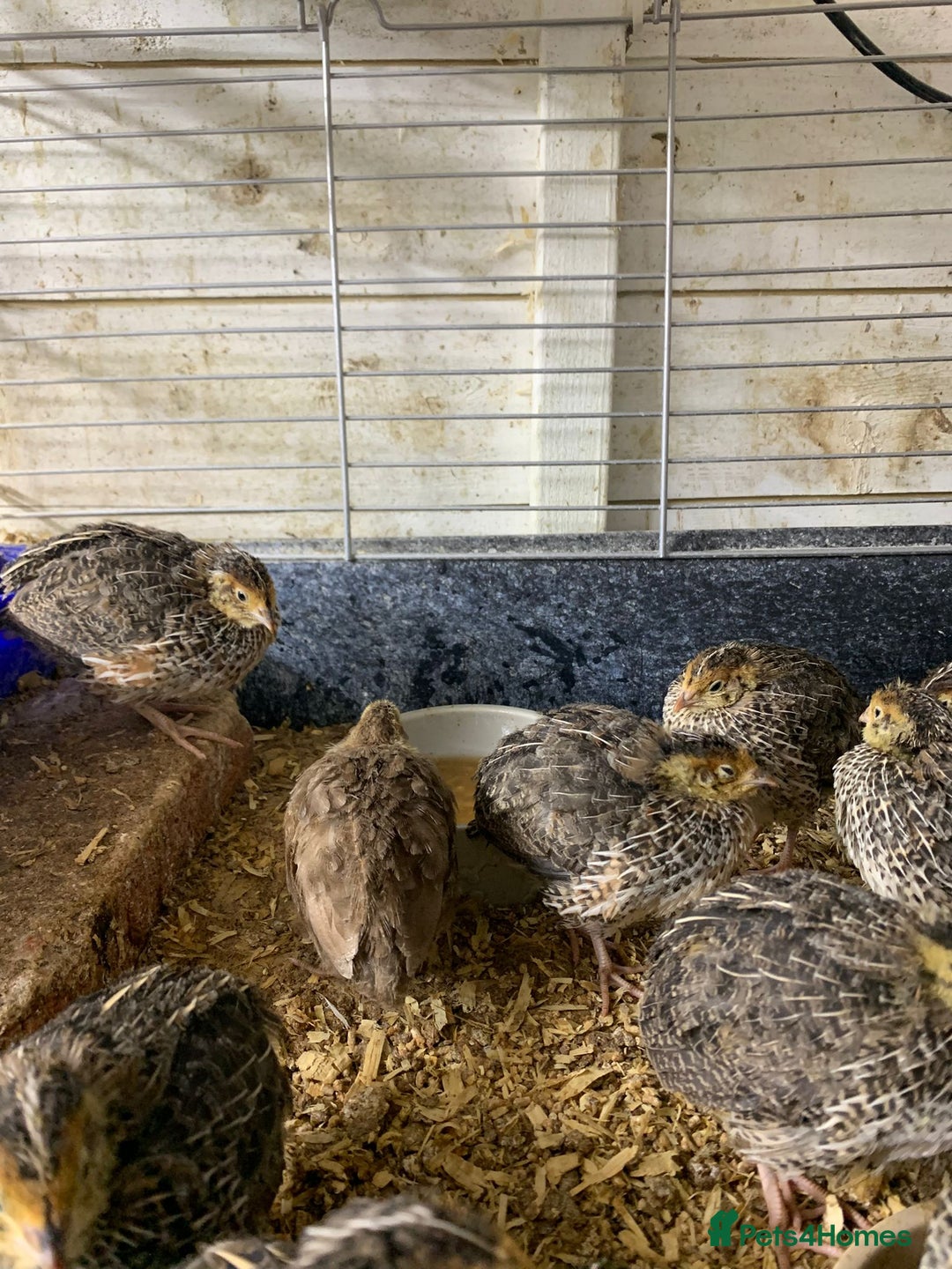 Quail poultry for sale: Jumbo Quail - Image 4