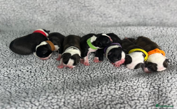 Boston Terrier dogs - Advert 4