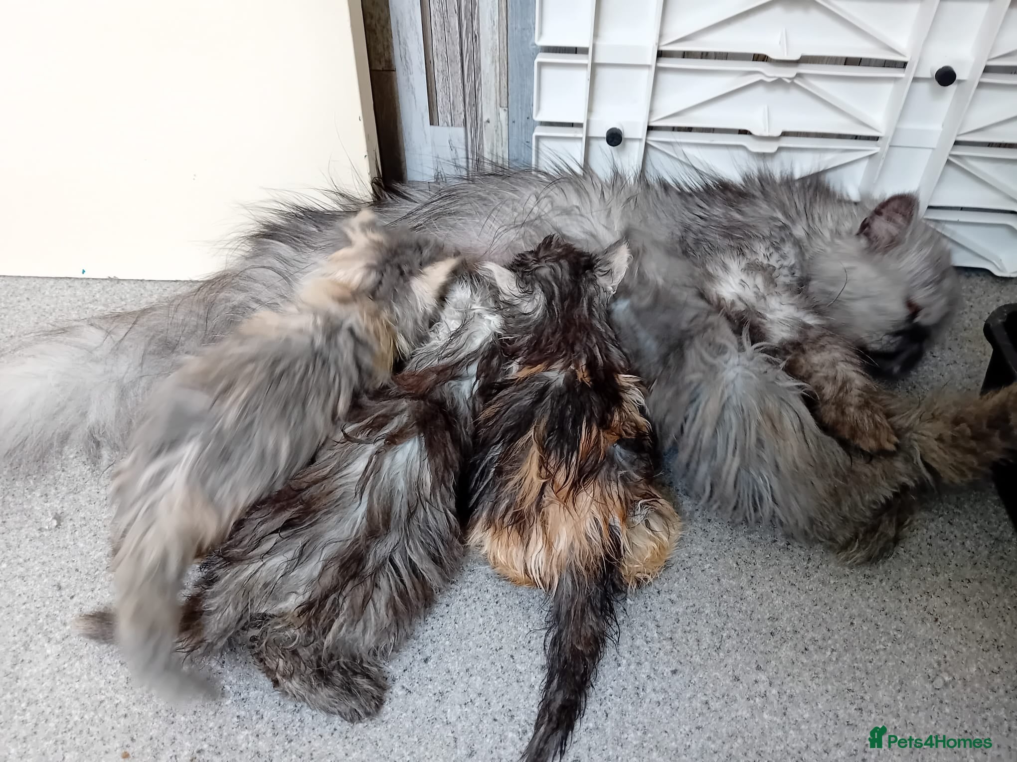 Persian cats Gccf Registered Persian Kittens  - Advert 1