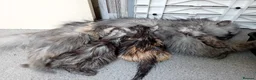 Persian cats for sale: Gccf Registered Persian Kittens  - Advert 1