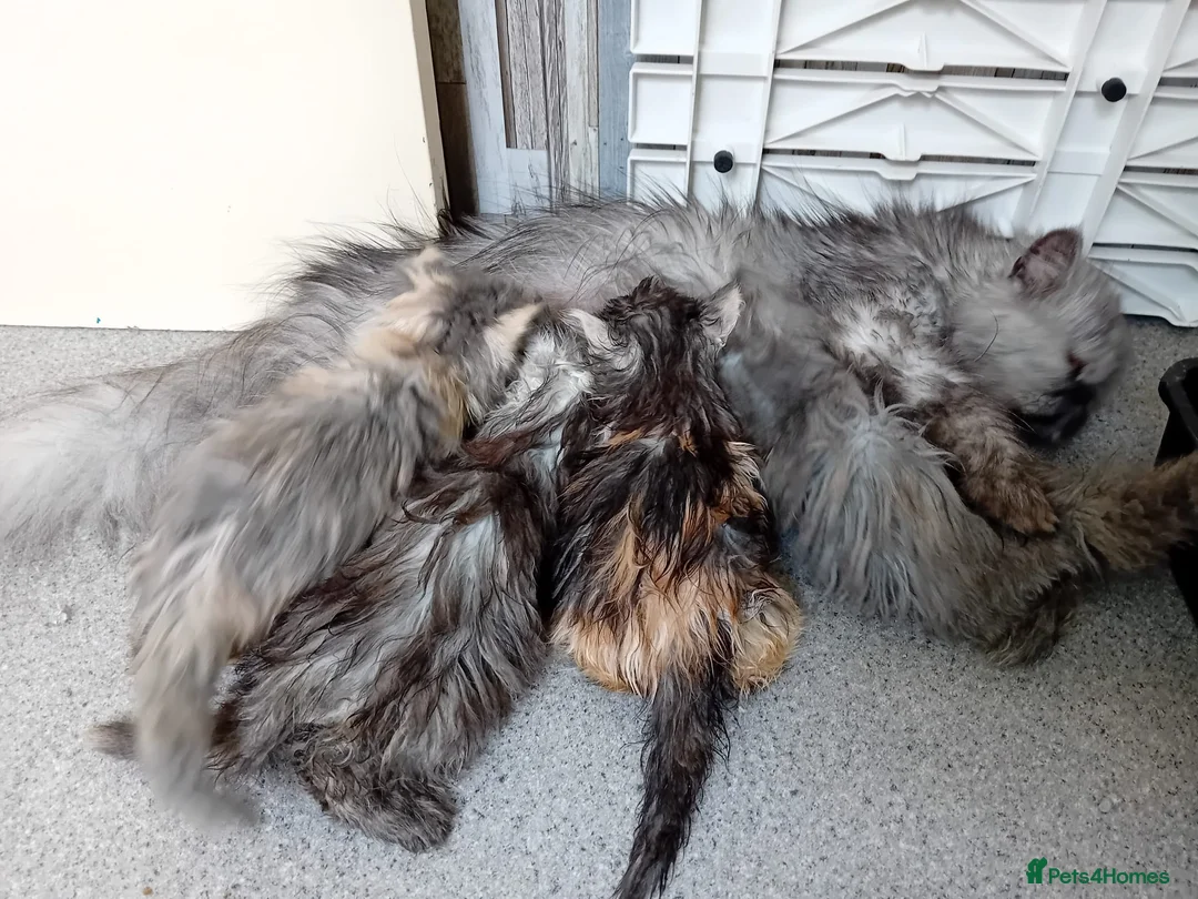 Persian cats for sale: Gccf Registered Persian Kittens  - Advert 1