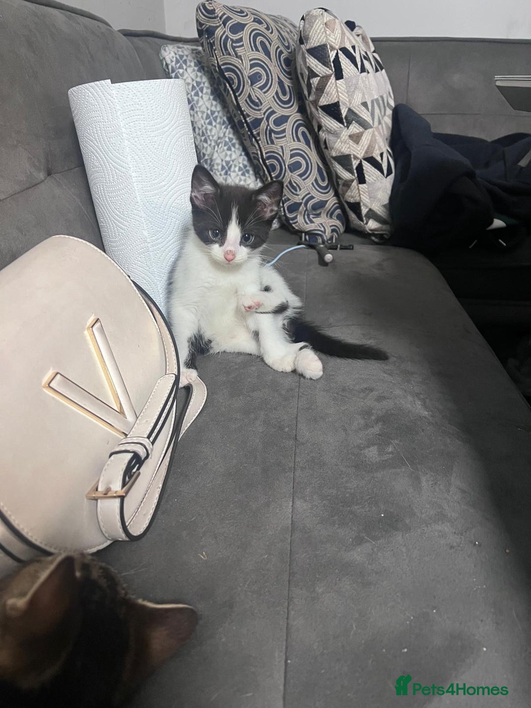 Domestic Shorthair cats for sale:  Beautiful tabby x British Short Hair ready - Advert 12