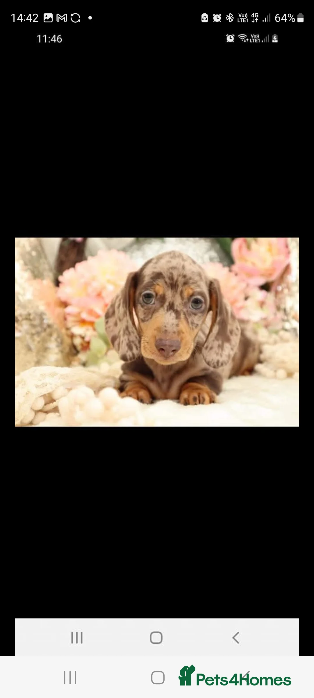 Miniature Dachshund dogs for stud: Exquisite KC Reg stud boy - Advert 14