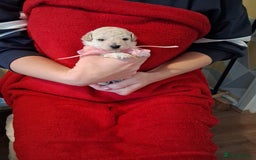 Cockapoo dogs for sale: 5 Cockapoo puppies 3 girls 2 boys  - Image 9