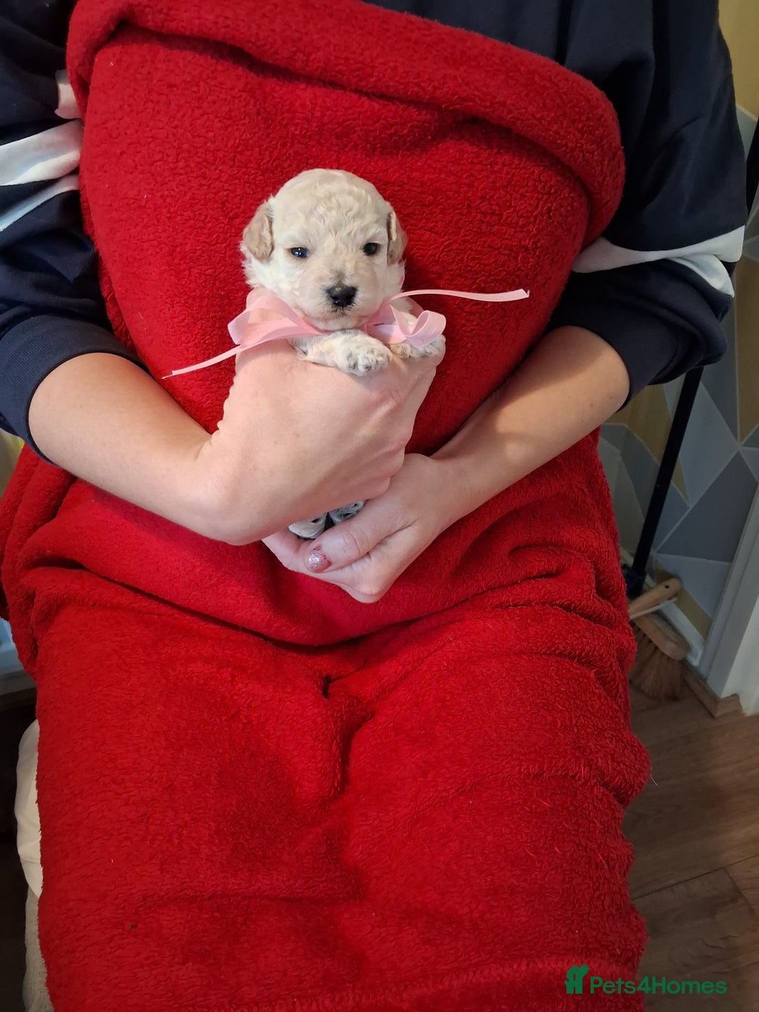 Cockapoo dogs for sale: 5 Cockapoo puppies 3 girls 2 boys  - Image 9