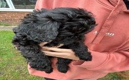 Cockapoo dogs for sale: Cockapoo pups - Image 31