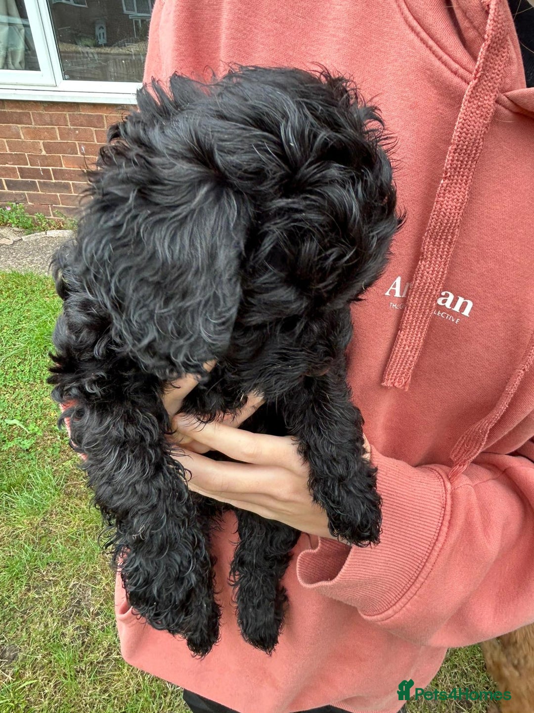 Cockapoo dogs for sale: Cockapoo pups - Image 31