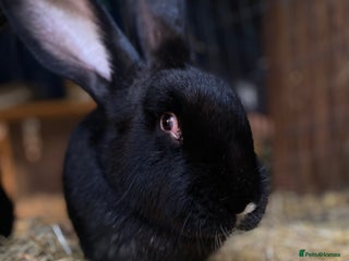 Continental Giant rabbits Female 11 month Continental giant rabbit - Advert 4