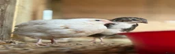 Quail poultry for sale: Coturnix Quail | Hatching Eggs, Day Olds & Older - Advert 1
