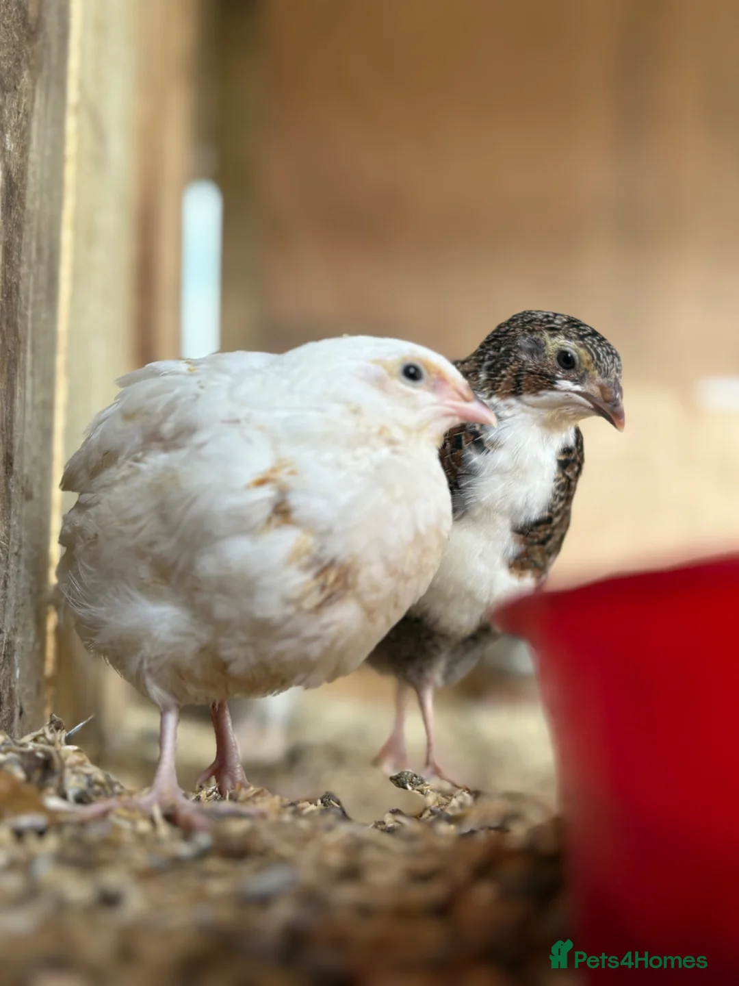 Quail poultry for sale: Coturnix Quail | Hatching Eggs, Day Olds & Older - Advert 1