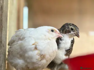 Quail poultry Coturnix Quail | Hatching Eggs, Day Olds & Older - Advert 1
