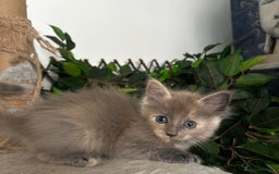 Maine Coon cats for sale: READY NOW! Maine Coon Kittens 🌹 - Image 16