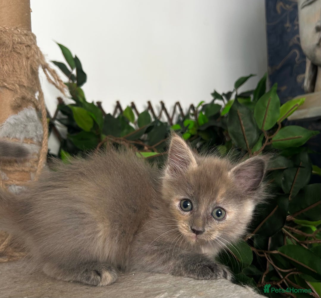 Maine Coon cats for sale: READY NOW! Maine Coon Kittens 🌹 - Image 16