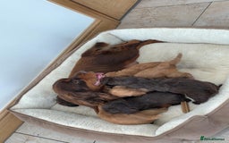 Cockapoo dogs for sale: Stunning Litter of 6 F1 Cockerpoo puppies  - Image 10