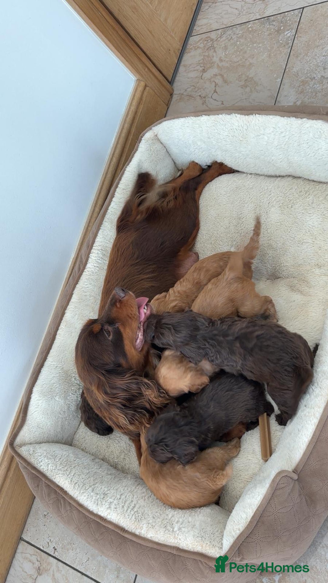 Cockapoo dogs for sale: Stunning Litter of 6 F1 Cockerpoo puppies  - Image 10