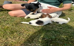 Jack Russell dogs for sale: Pedigree Jack Russell Puppies  - Image 11