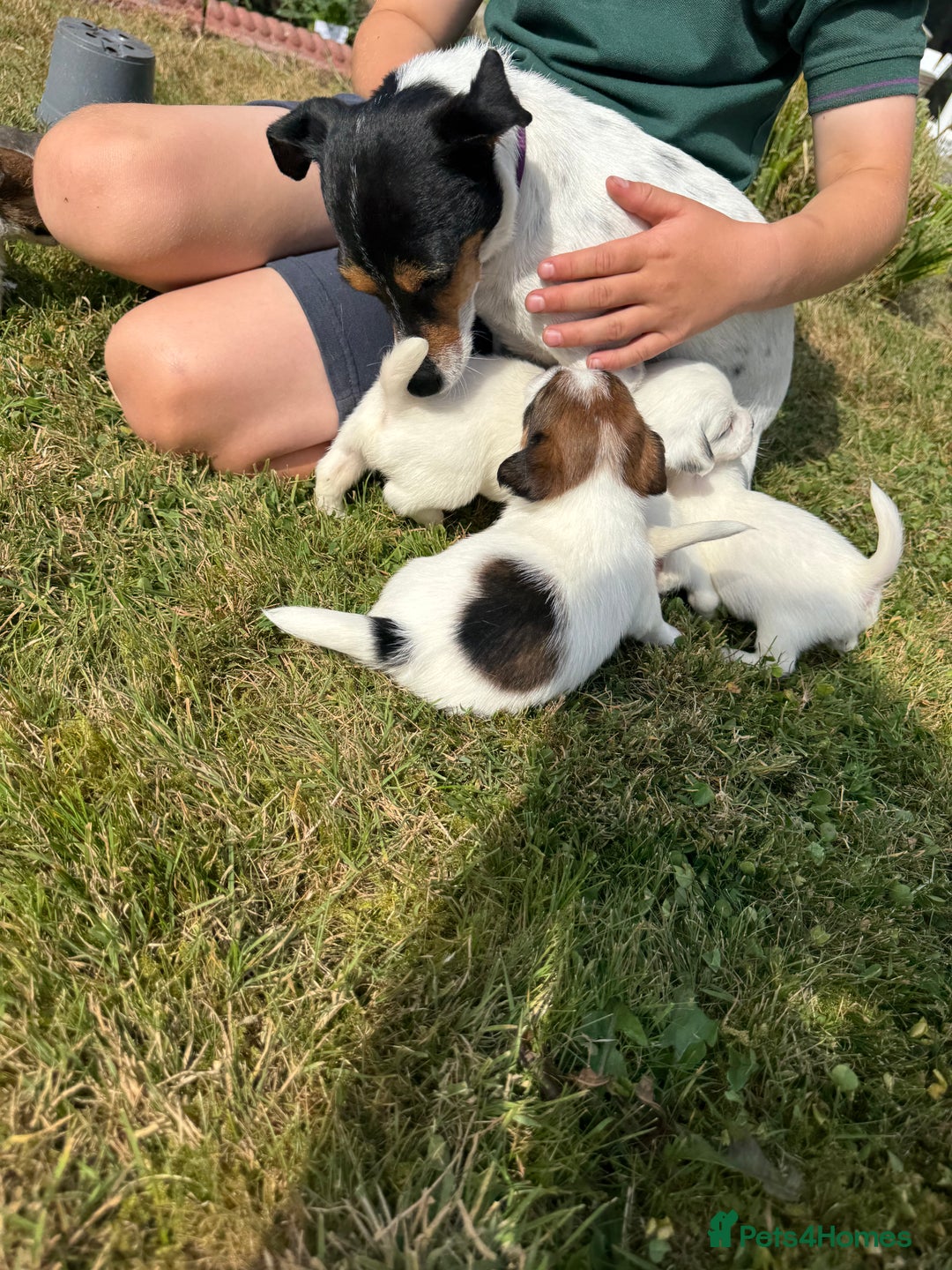 Jack Russell dogs for sale: Pedigree Jack Russell Puppies  - Image 11