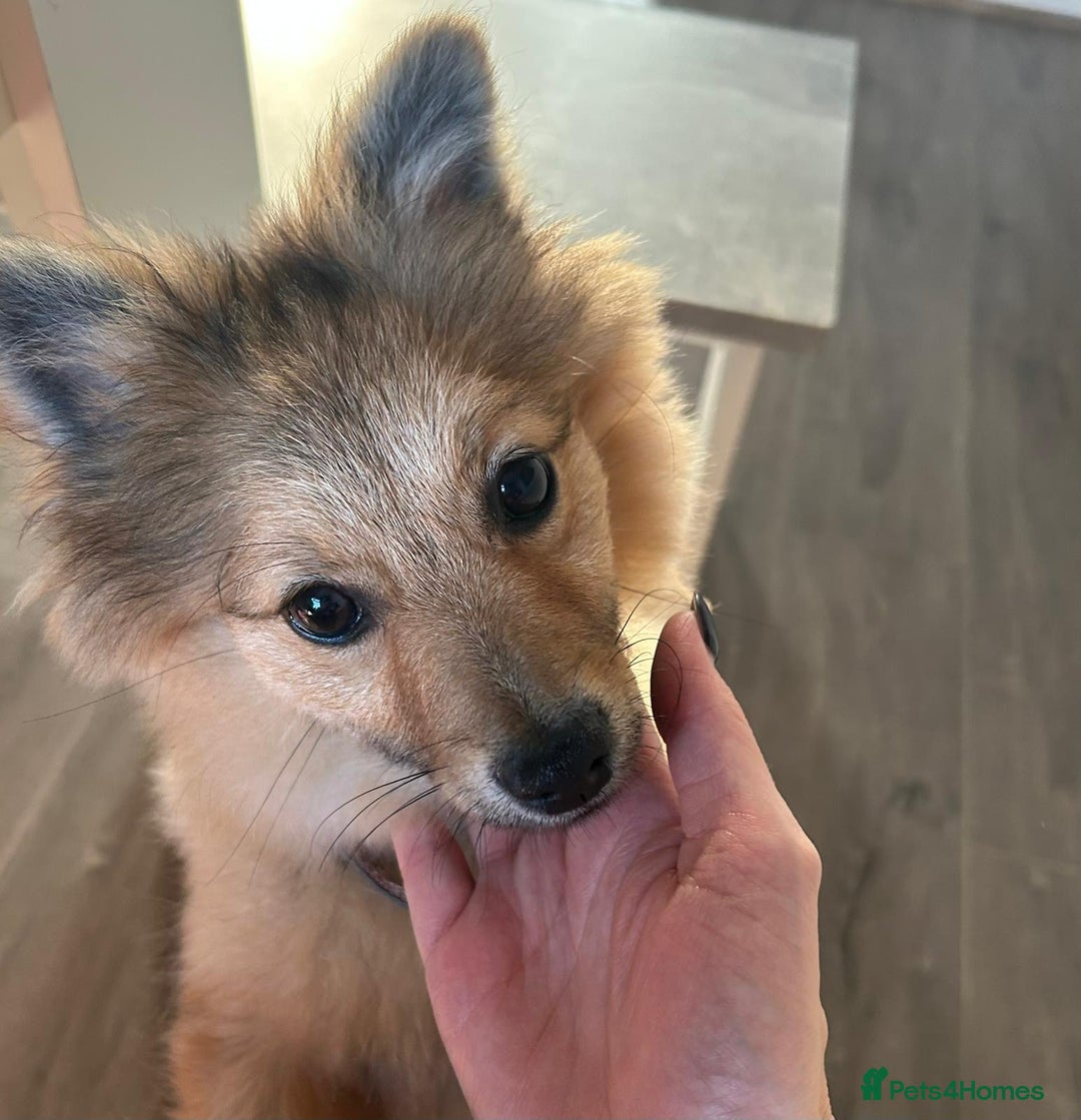 Mixed Breed dogs for sale: *RESERVED* 6 month old Pomeranian mix,m - Advert 4