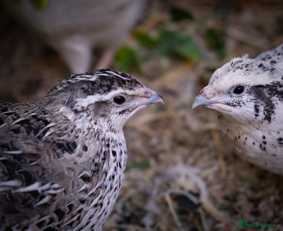 Quail poultry - Advert 1