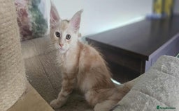 Maine Coon cats for sale: GCCF registered MC kittens  - Image 5