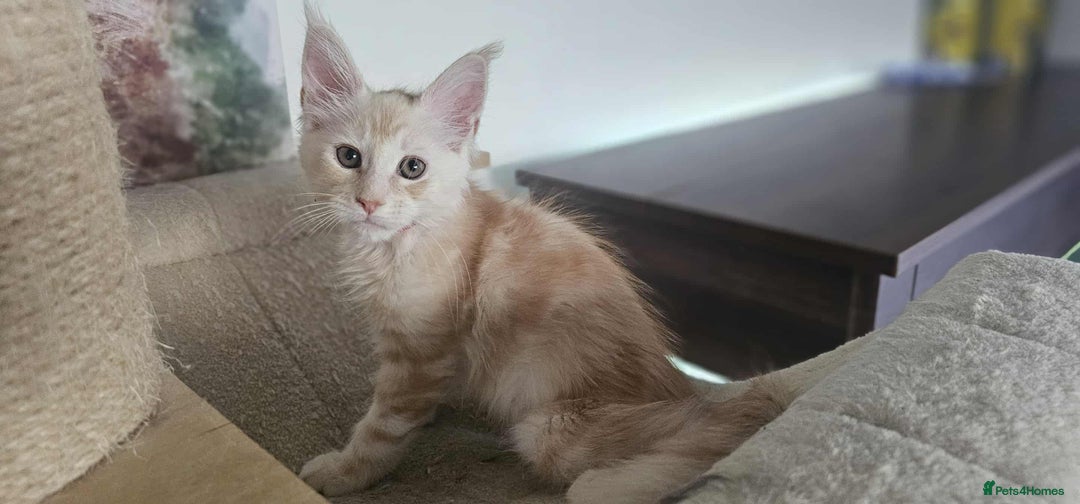 Maine Coon cats for sale: GCCF registered MC kittens  - Image 5