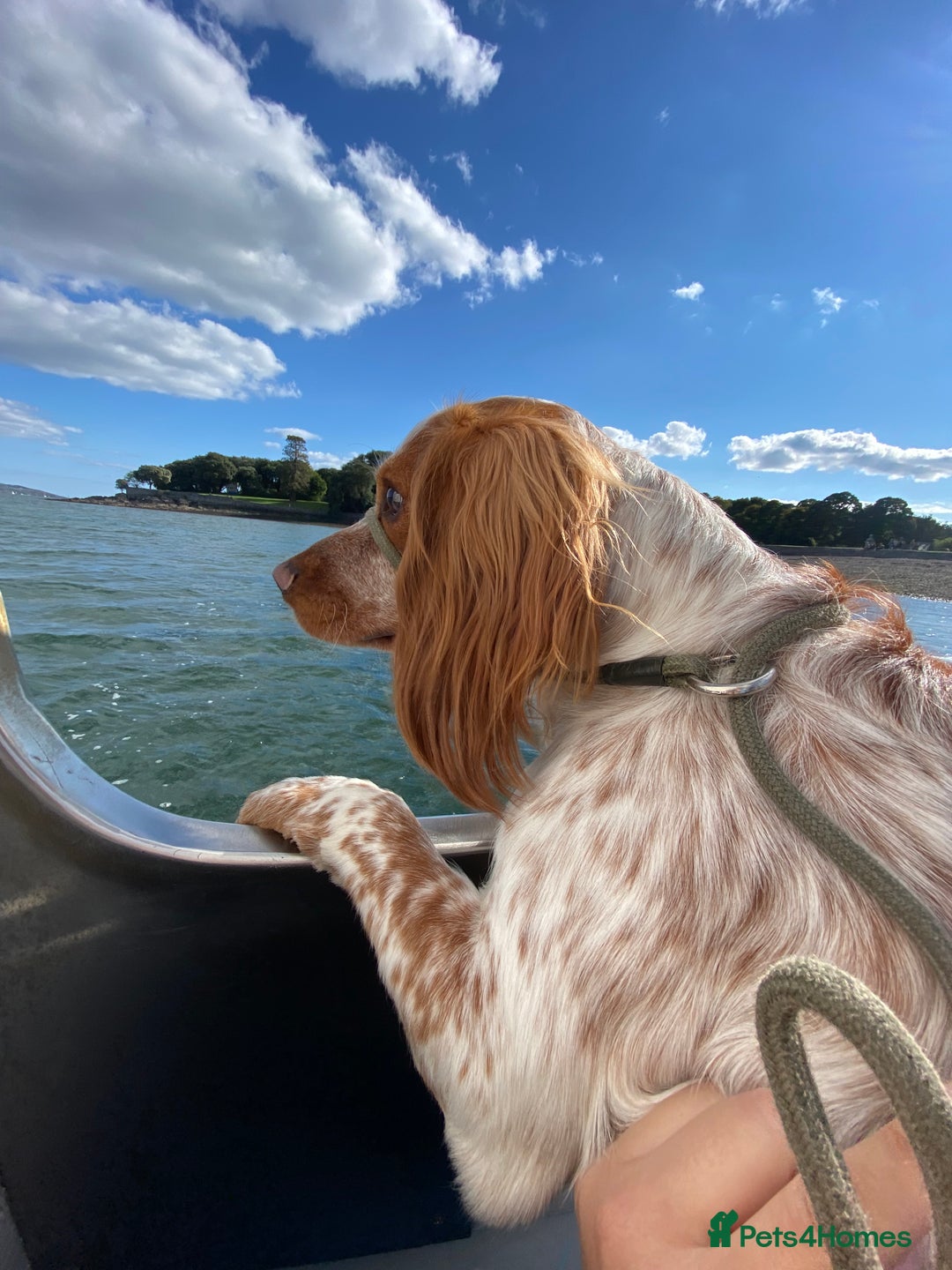 Cocker Spaniel dogs for stud: KC Working Cocker Spaniel Health Tested  - Advert 17