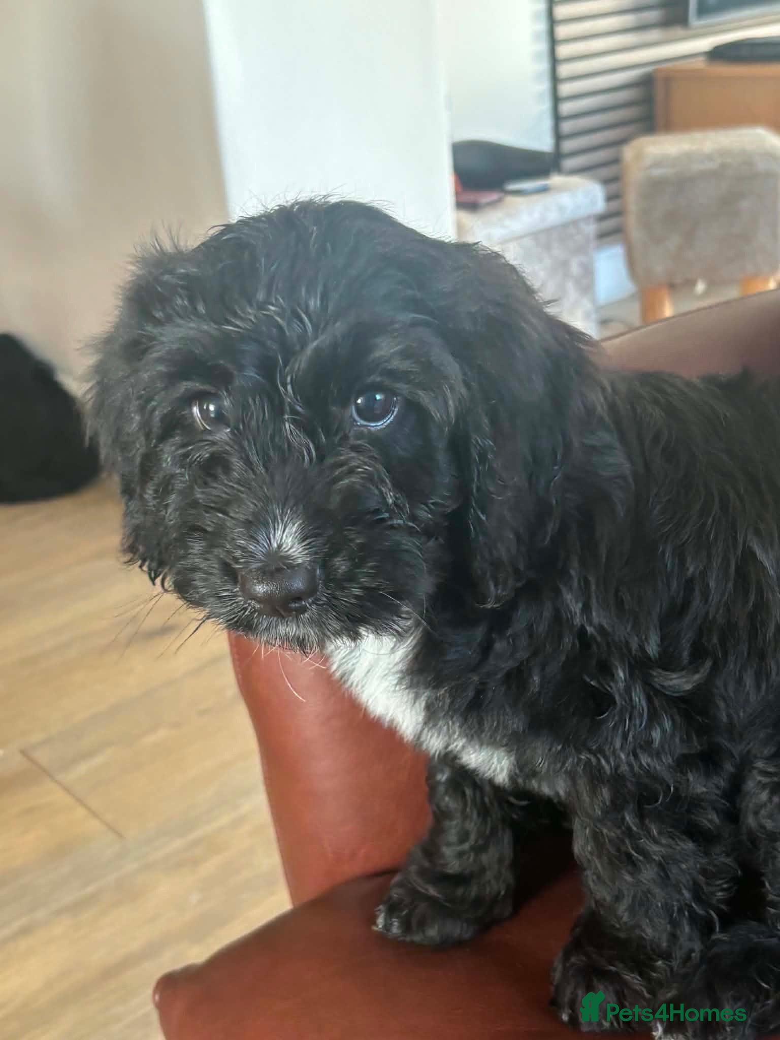 Mixed Breed dogs 3 cockapoo/ sprocker puppies - Advert 16