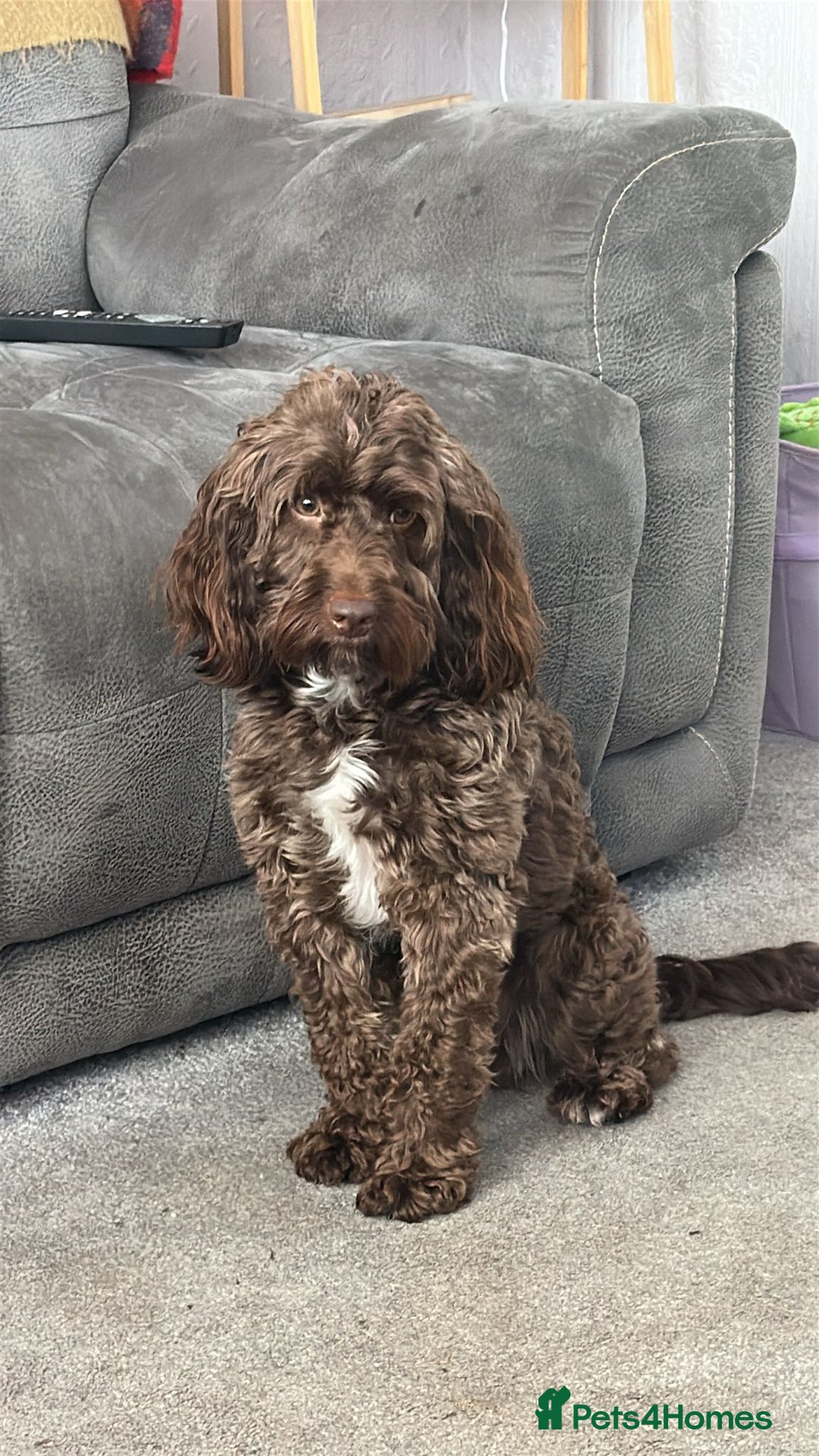 Cockapoo dogs for sale: Beautiful Cockapoo puppies  - Advert 17