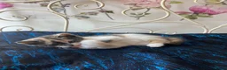 Norwegian Forest Cat cats for sale: 6 Norwegian Forest kittens in Cardiff - Advert 20