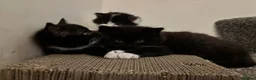 British Shorthair cats for sale: 2 lovely British short hair kittens - Advert 13