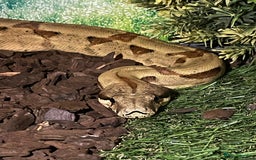 Boa Snake reptiles for sale: Hog Island boa and full double level custom set up - Image 5