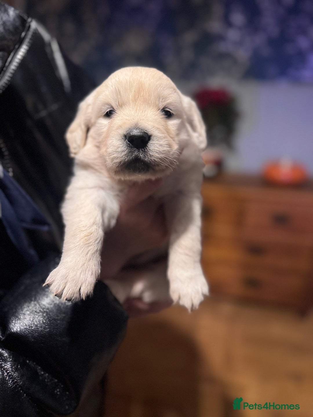 Golden Retriever dogs for sale: Beautiful and fluffy Golden Retriever puppies - Advert 18