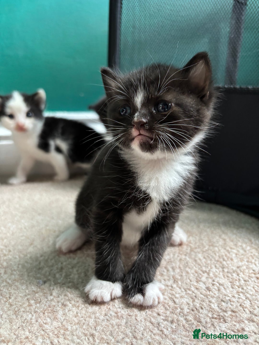 British Longhair cats for sale: Three adorable kittens  - Image 35