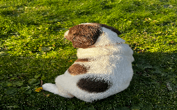 Sprocker dogs for sale: Sprocker Puppies - Image 17