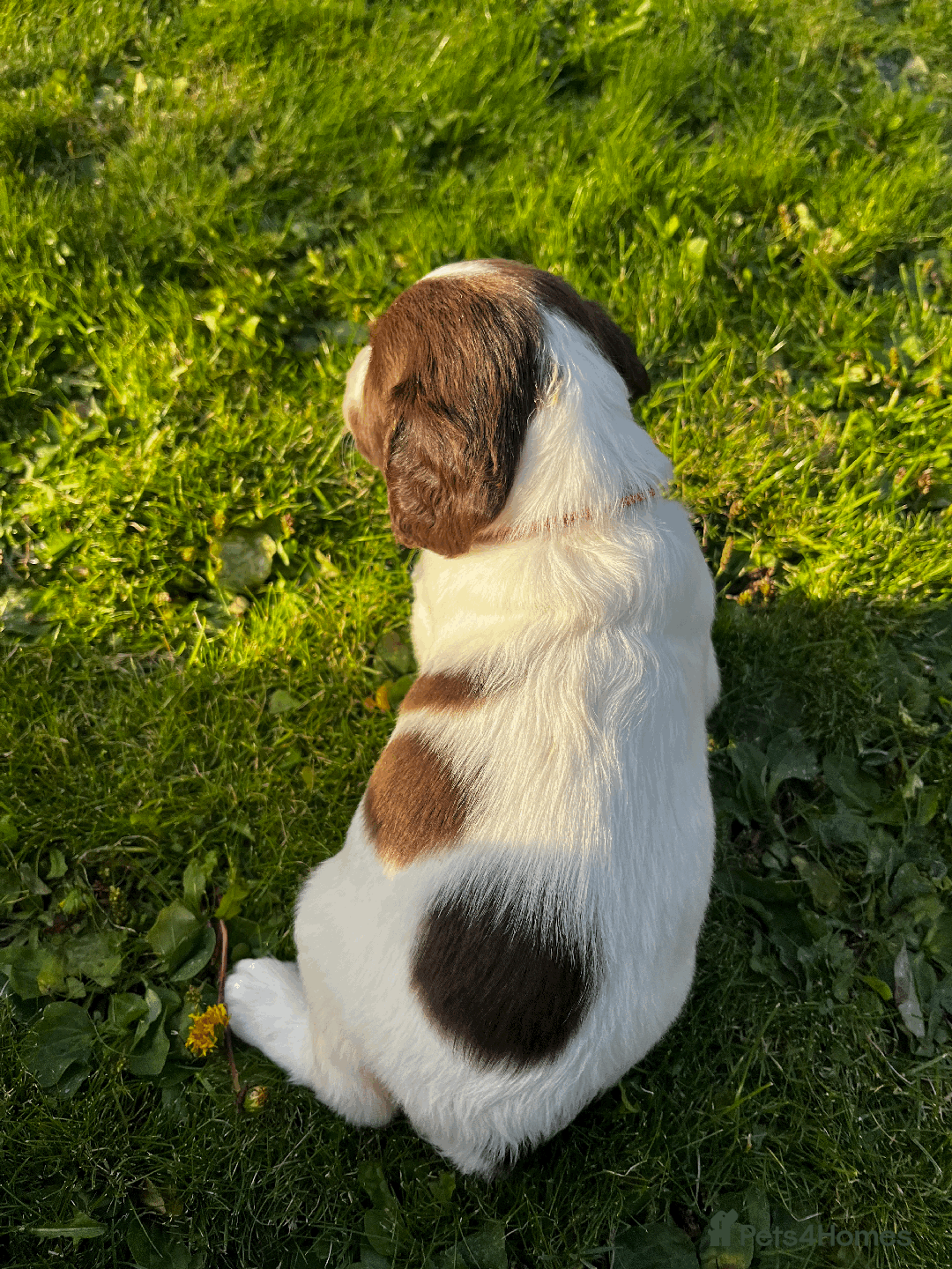 Sprocker dogs for sale: Sprocker Puppies - Image 17