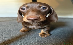 Miniature Dachshund dogs for sale: Stunning mini’s Kennel club reg both vax 👀4🏡 🐶 - Image 14